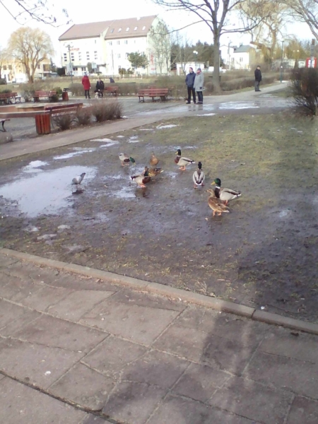 AR.MM.13.032.park.achera