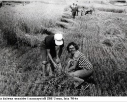 Akcja żniwna w latach 70-tych AR.HK.24.023