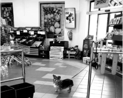 Sklep przy Kompanii Kordian AR.ZS.29.020